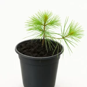 Jeune pin rouge en pot prêt à planter – arbre idéal pour reboisement et compensation carbone au Québec.