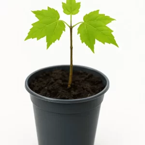 Jeune érable à sucre en pot prêt à planter – arbre idéal pour reboisement et compensation carbone au Québec.